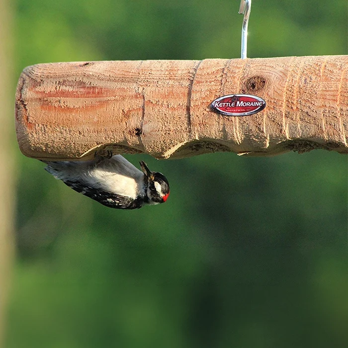 Downy woodpecker feeding upside down from the underside of a hanging cedar log feeder.