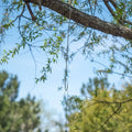 Brome Stainless Branch Hooks hanging from a tree branch, showcasing swaged loops and metal sleeve, ideal for bird feeders. Available in 12 or 24-inch lengths.