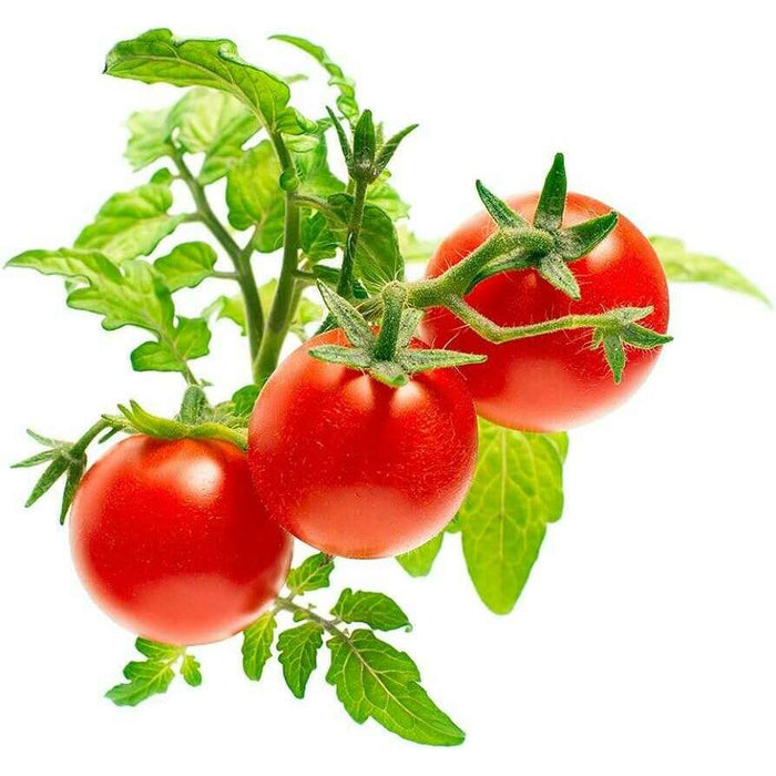 The German Outlet, Click & Grow, Click&Grow Refill - Mini Tomatoes