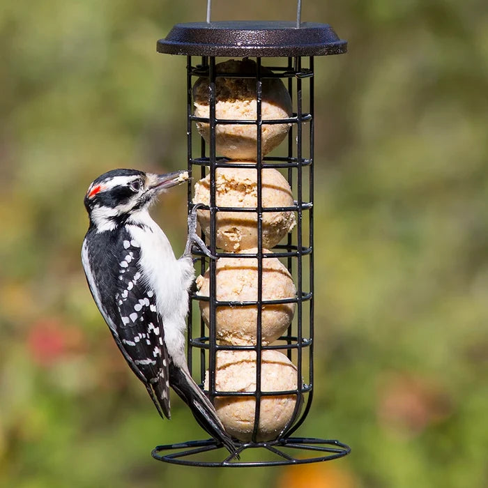 Clinger Suet & Seed Ball Feeder with woodpecker eating, features heavy-duty cage, ample perching space, and easy top filling for suet or seed balls.