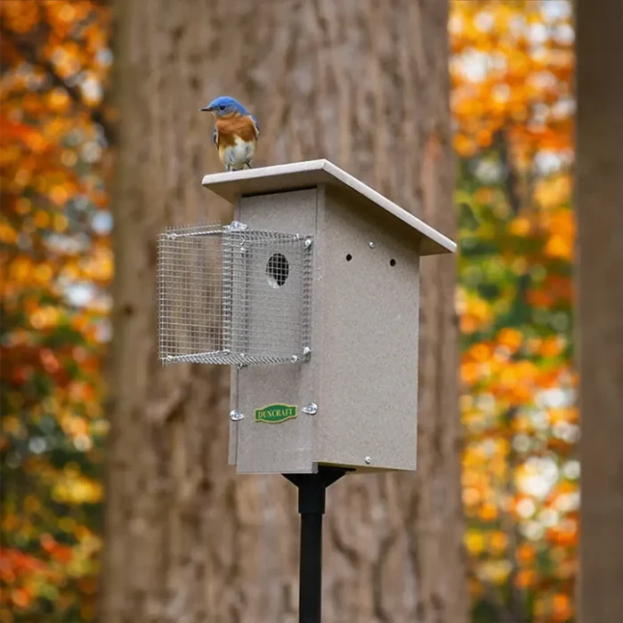 A bluebird perches on the roof of a beige birdhouse mounted on a pole, featuring a wire predator guard around the entrance hole, set against a blurred autumn forest background.