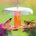 Duncraft Deluxe Oriole Jelly Feeder with weather dome, stocked with oranges and jelly, attracting two male and one female oriole in a garden setting.