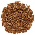 Close-up of live mealworms, 2000 count, ideal high-protein bird treat, 50% protein, 27% fat; attracts various birds, requires refrigeration.