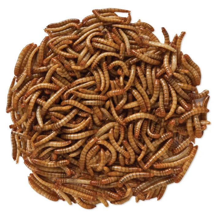 Close-up of live mealworms, 2000 count, ideal high-protein bird treat, 50% protein, 27% fat; attracts various birds, requires refrigeration.