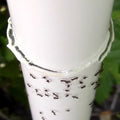 Nectar Fortress Natural Hummingbird Ant Repellent applied near a PVC pipe joint with ants clustering, showcasing its effectiveness in repelling ants outdoors.
