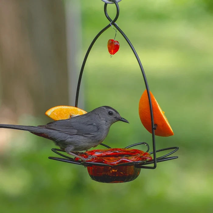 Bird perched on a bird feeder with orange slices and red fruit against a green blurred background
