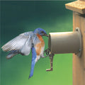 Eastern Bluebird perched at a birdhouse entrance with the Screw Mount Birdhouse Guardian, protecting the nest from predators with its narrow, secure opening.