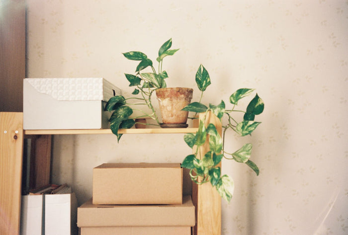 Minimalist shelf with plain storage boxes