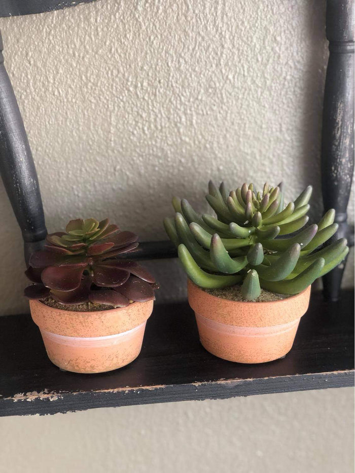 Succulent in Clay Pot