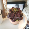 Succulent in Clay Pot