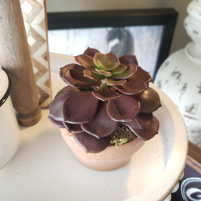Succulent in Clay Pot