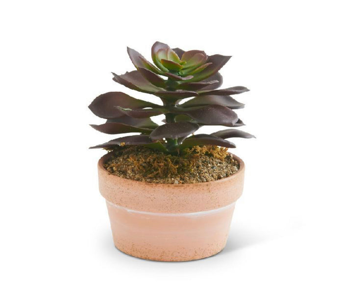 Succulent in Clay Pot
