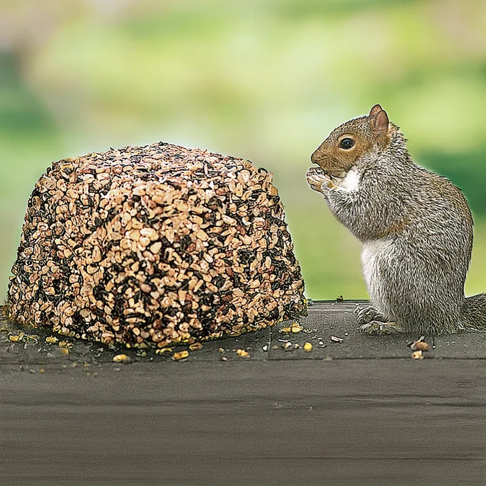 Gray squirrel on wooden rail eating Wildlife Snack Jumbo Critter Block, a seed-and-suet mix designed to attract wildlife and protect bird feeders.
