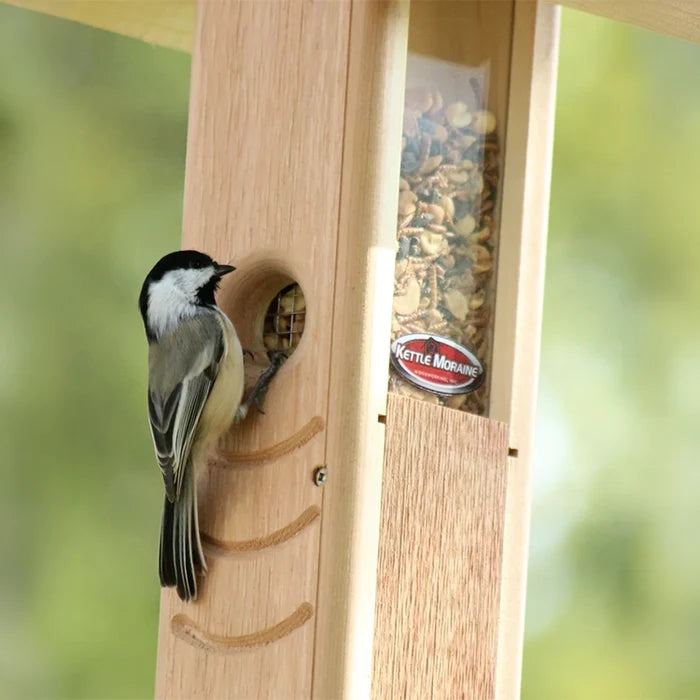 Black-capped chickadee accessing mealworms from a hanging cedar bird feeder.